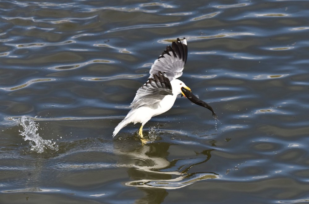 Bu balıkları avlamak sadece martılara serbest - 10