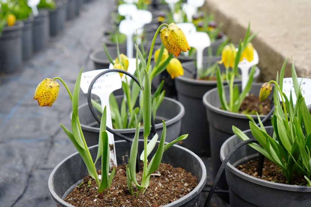 LPzAi7wkQkKRMjoS g6 Fg