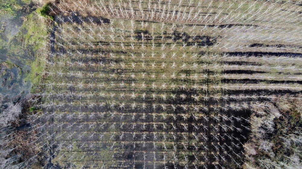 Dünyada ikinci, Türkiye'de ise tek parça halindeki en büyük longoz: Sakarya Acarlar Longozu - 19