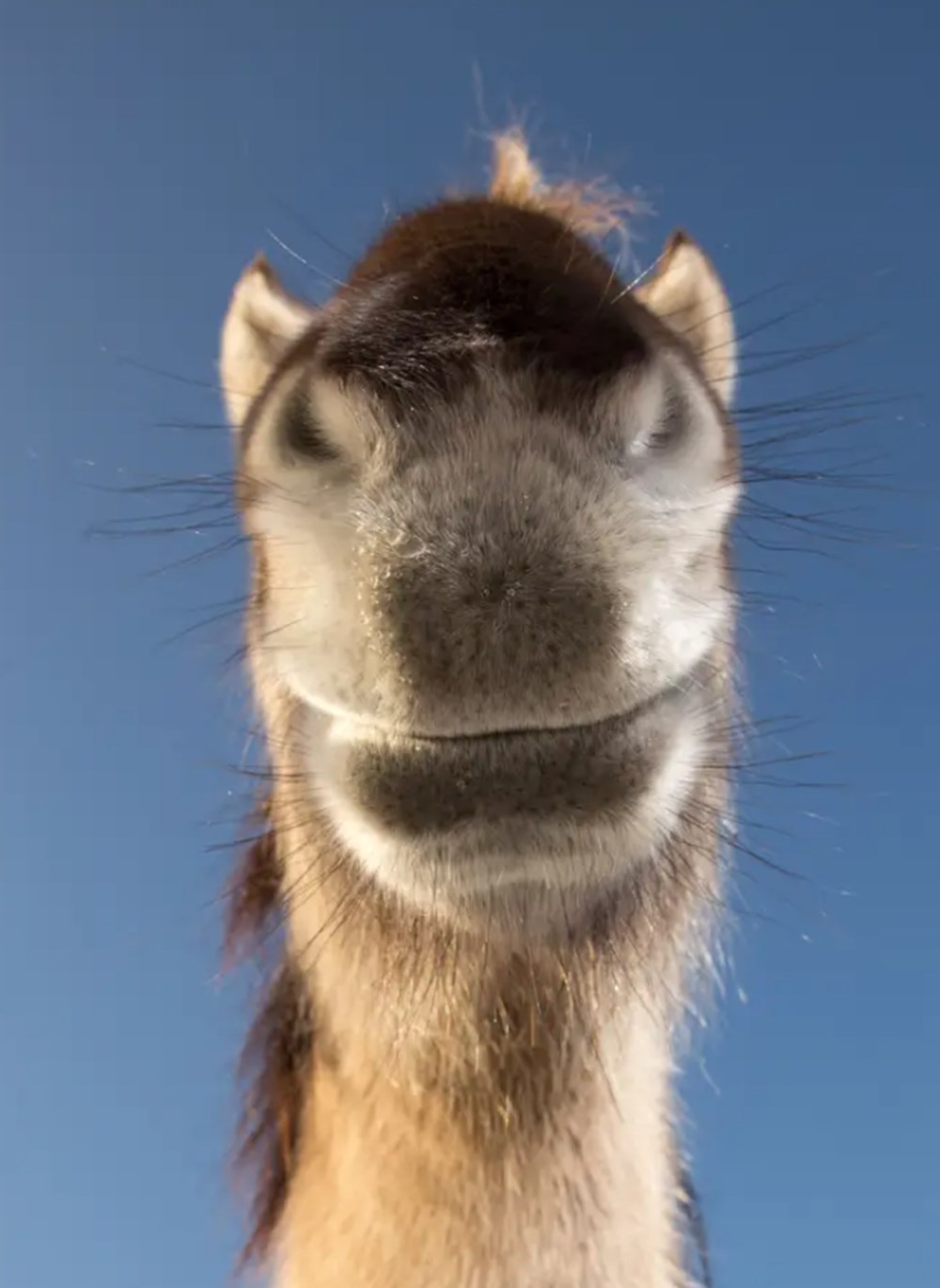 2021 Komik Vah�i Ya�am Foto�raflar� yar��mas�