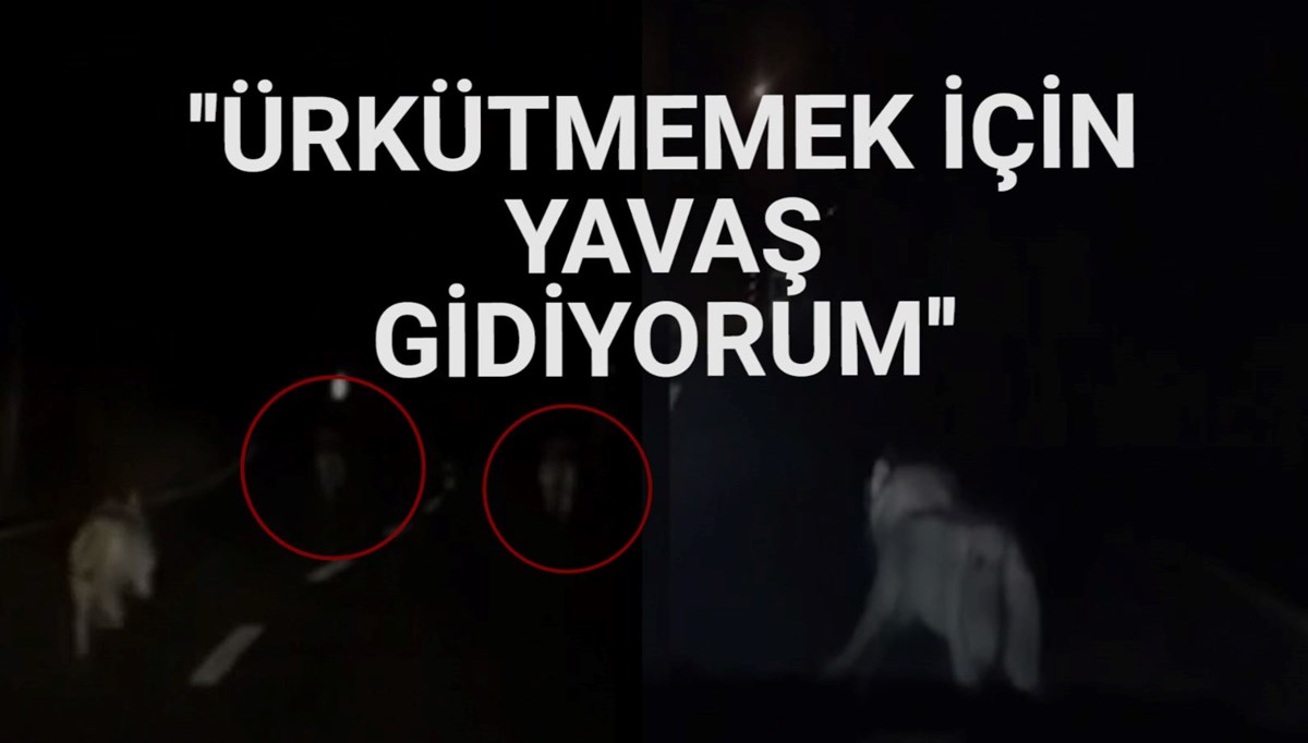 Anayolda giderken önüne kurt sürüsü çıktı Anayolda giderken önüne kurt sürüsü çıktı