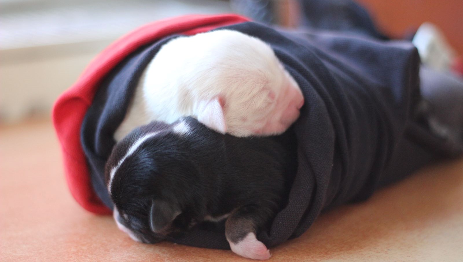 'Sarı'nın yavruları ölmesin <br>diye seferber oldular