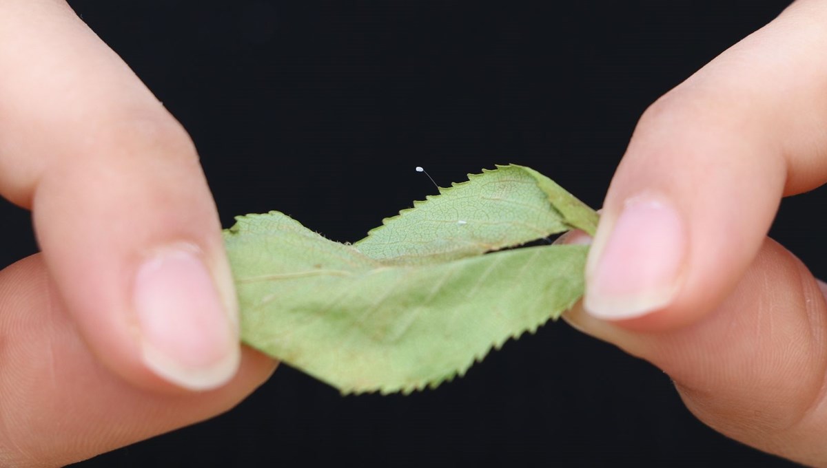 3 bin yılda açtığına inanılan 'udumbara' çiçeği Çanakkale'de görüldü