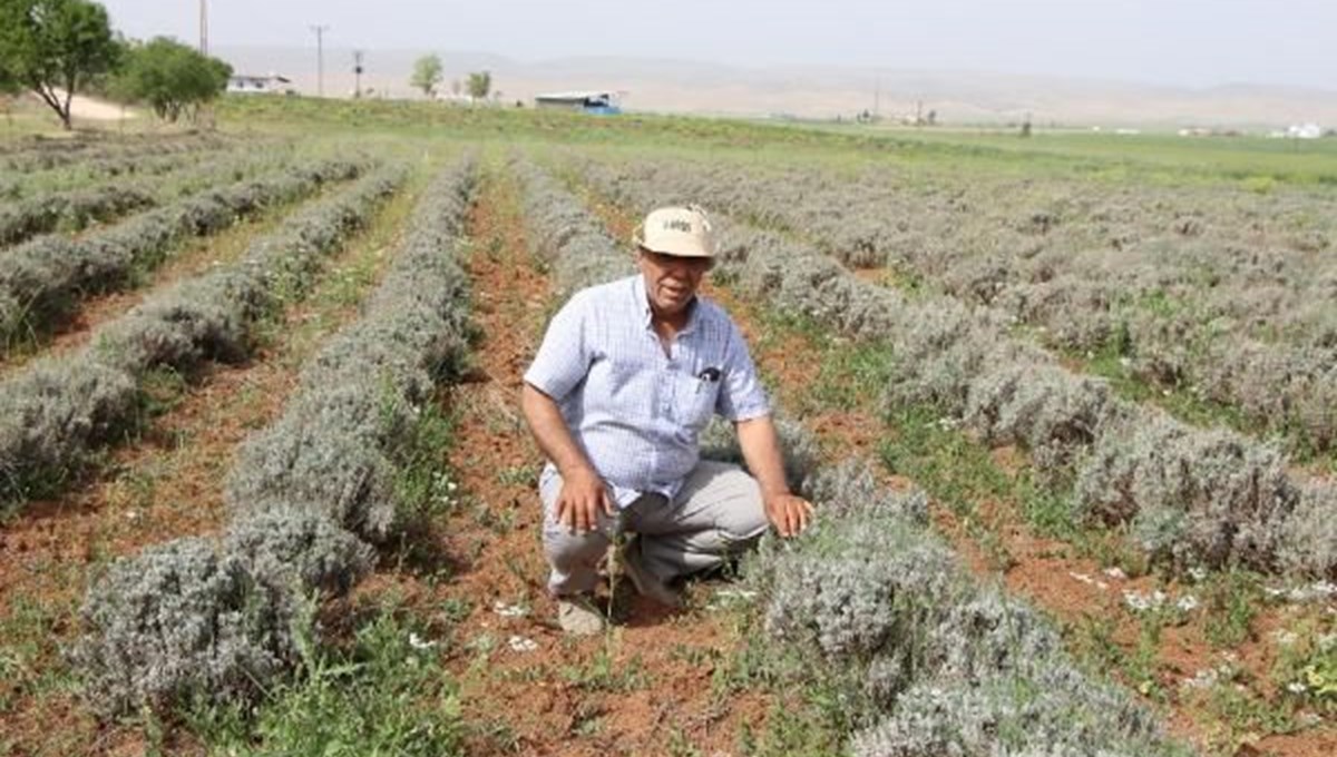 Lavanta ekimine geçti, elektrik faturasından kurtuldu