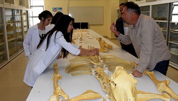 Milyon yıllık fosiller dünya literatürüne kazandırılacak