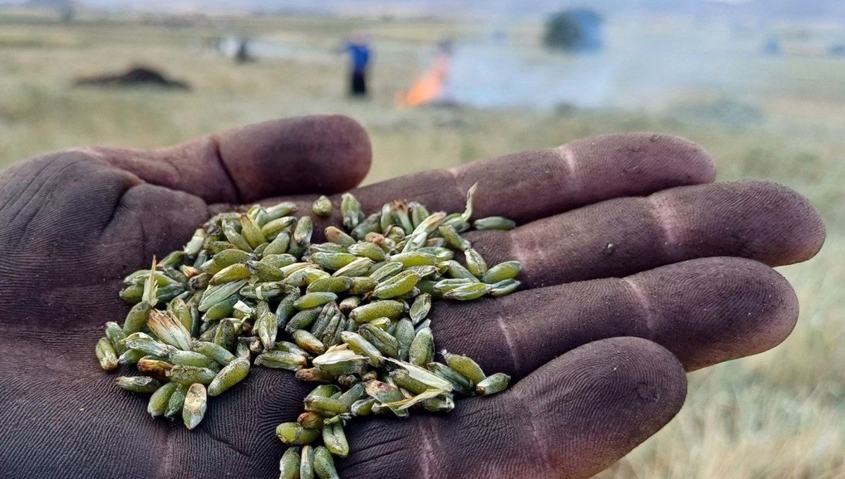 Firik sezonu başladı: Tadını damakta bırakıyor Firik sezonu başladı: Tadını damakta bırakıyor