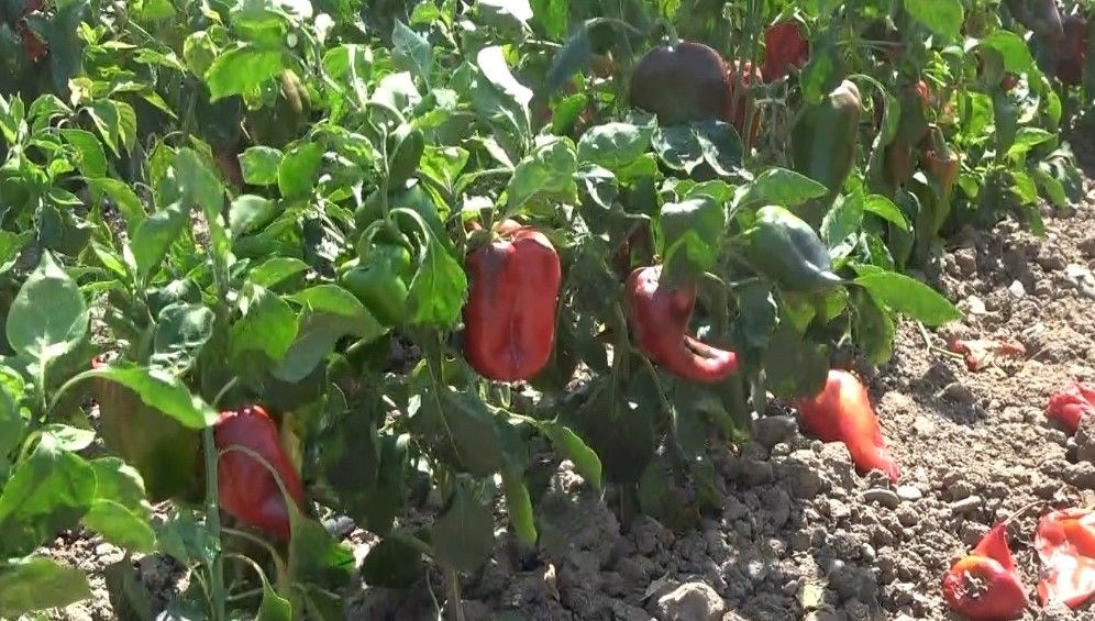 Bafra Ovası'nda kapya biber hasadı