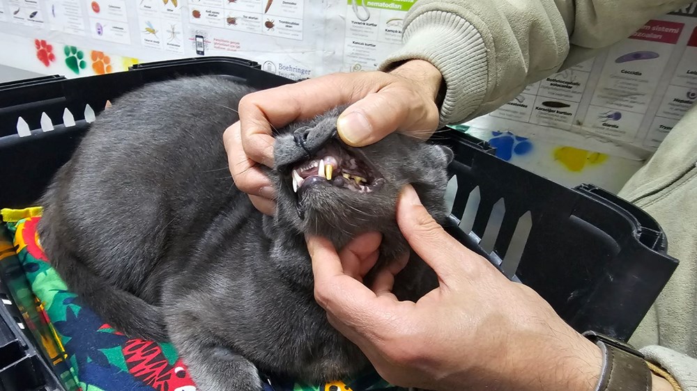 Türkiye'de birinci olabilir: Kediye altından diş yapıldı 77 LU6ONM5 lU