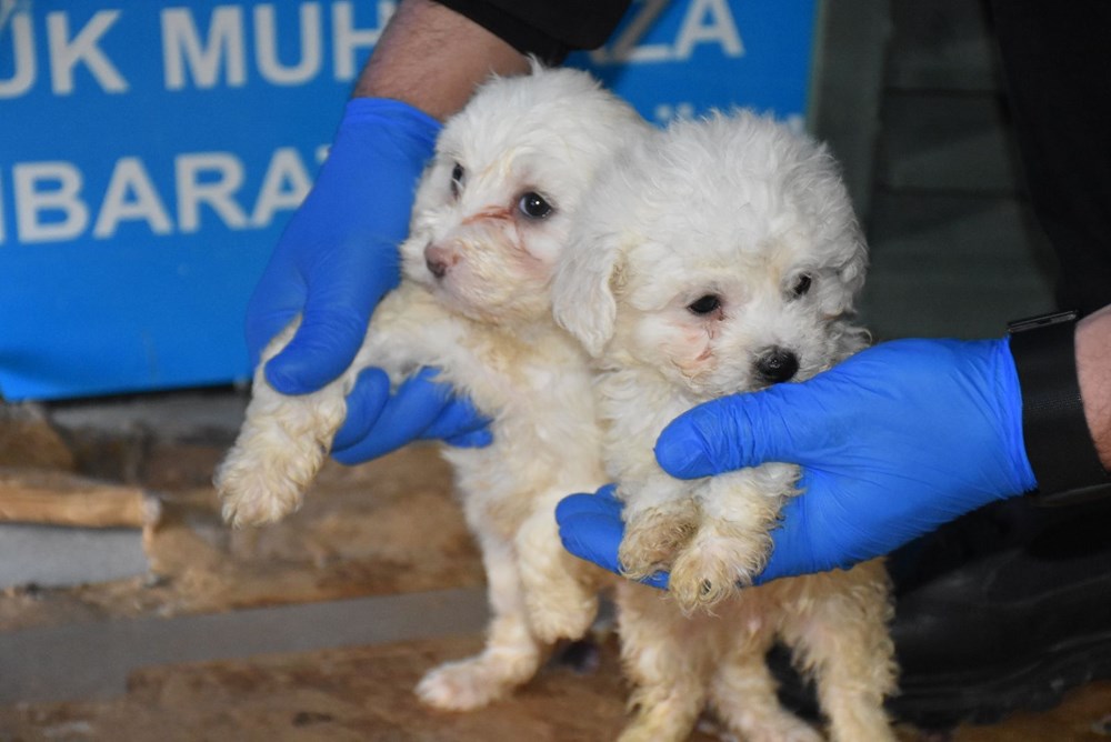 Romanya�dan gelen yolcu otobüsünde, Terrier cinsi 23 yavru köpek ele