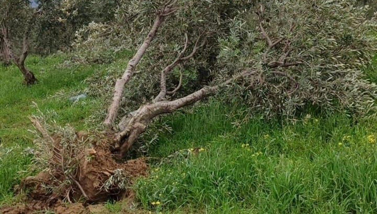 Hatay'da dev hortum: Onlarca ağaç yerinden söküldü