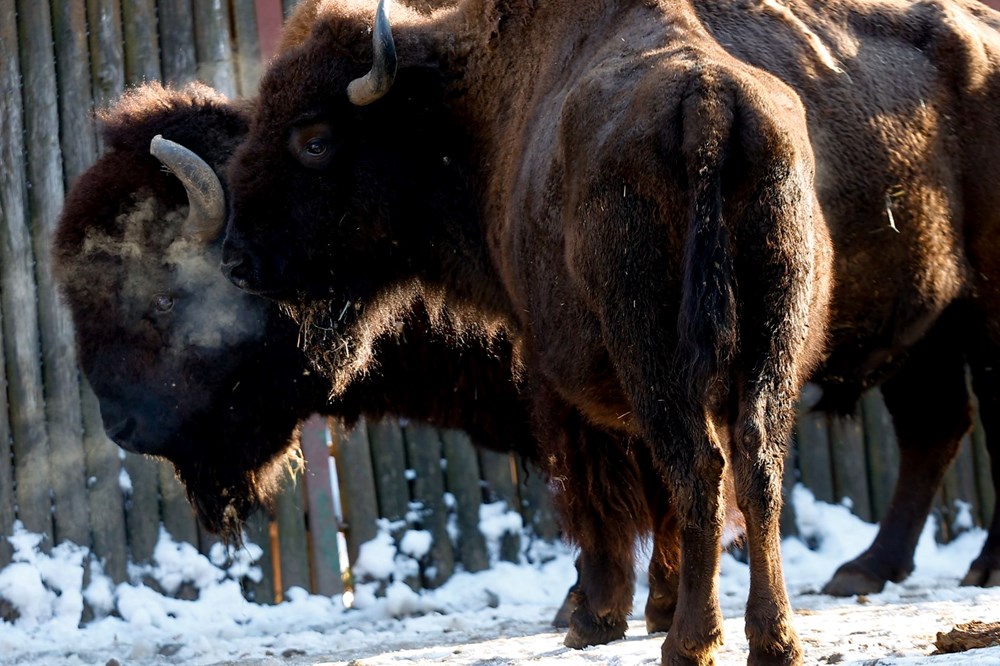 Ukrayna'daki savaş Kiev Hayvanat Bahçesi'ni de vurdu: Binlerce hayvanı ısıtmak için odun sobası - 20