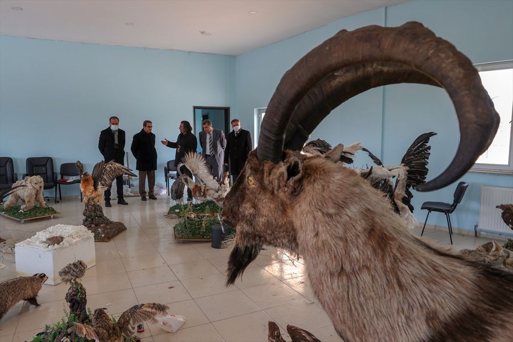 Van'da yaban hayvanları tahnit sanatıyla müzede tanıtılacak - 21