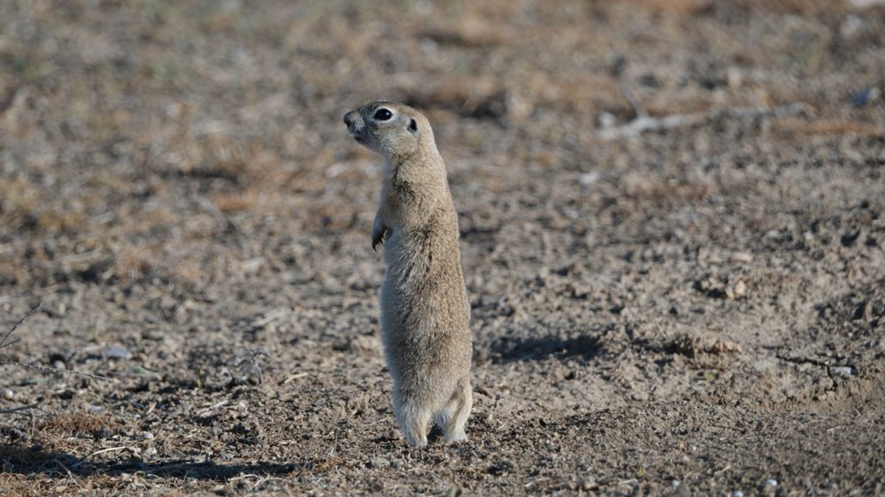 Anadolu gelengisi Karaman'da görüntülendi 76
