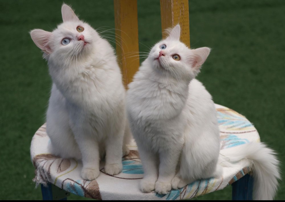 Van kedilerine Mozart dinletiyorlar Magazin Haberleri NTV