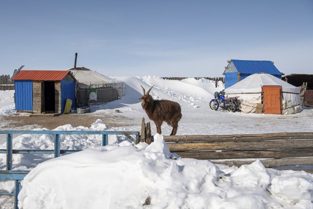 Moğolistan'da son 50 yılın en sert kışı: 5 milyon hayvan öldü - 8
