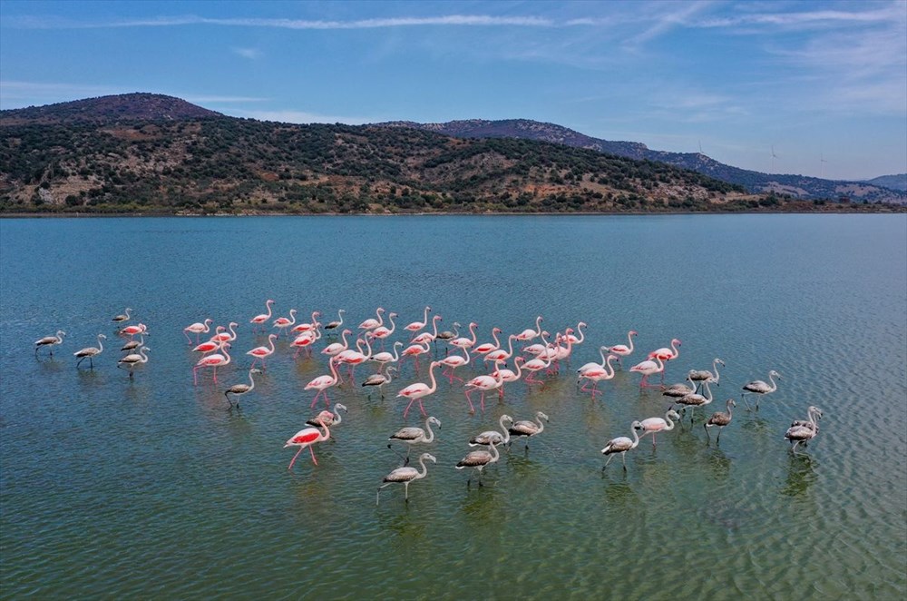 Kuş cenneti Bafa Gölü'nde korkutan görüntü - 24
