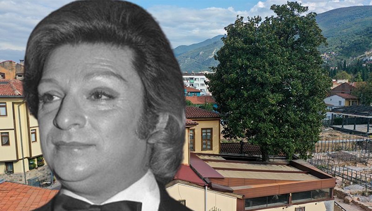 Zeki Müren'in gölgesinde oynadığı ağaç korunuyor Zeki Müren'in gölgesinde oynadığı ağaç korunuyor