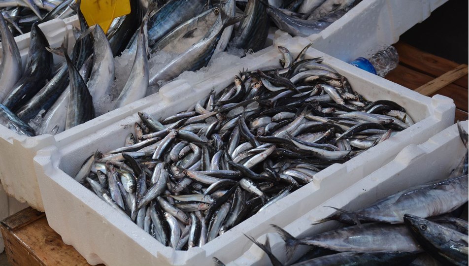 samsun da hamsinin kilogram fiyati 30 liraya cikti ntv