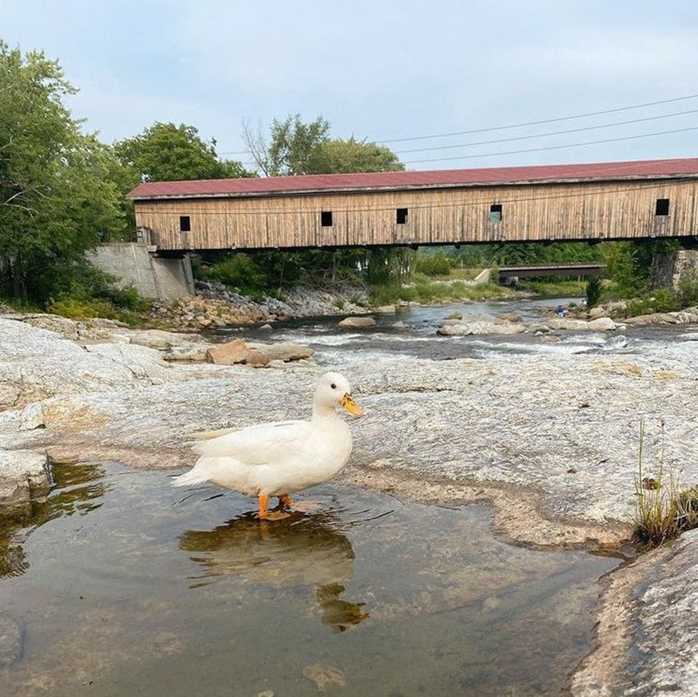 Fenomen ördeğin kazancı dudak uçuklattı - 7