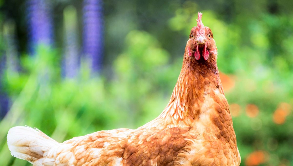 Tavukların duygularını gösterdiği tespit edildi:Korktuklarında kızarıyorlar!
