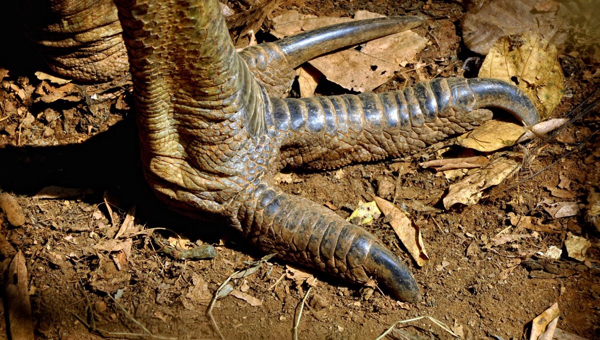 Dünyanın en tehlikeli kuşu: Tavuktan eski, dinozordan vahşi