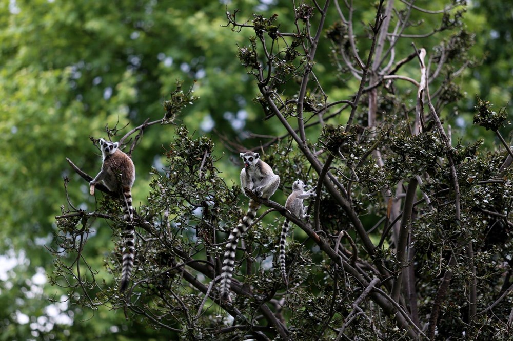 Bursa'daki lemur ailesi büyüyor - 9