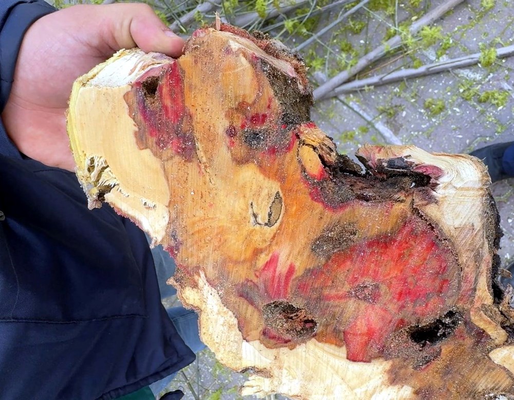 Bu böcek çeşidine dikkat! Bakanlık kırmızı bültenle "Aranıyor" afişi hazırladı 74 Laj687hRrUiO0NlsHq9GRQ