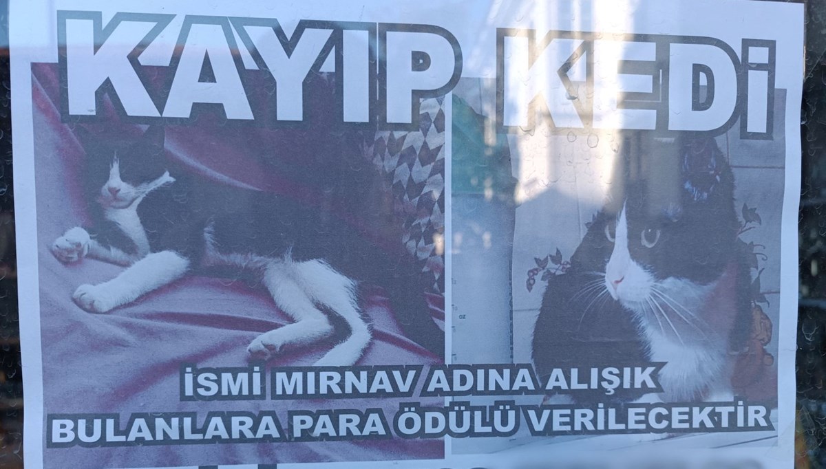 Kayıp kediyi bulana para ödülü