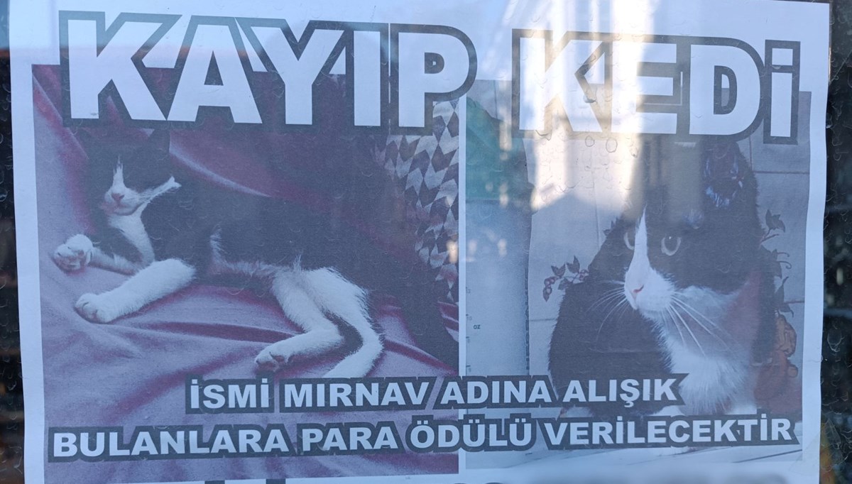 Kayıp kediyi bulana para ödülü Kayıp kediyi bulana para ödülü