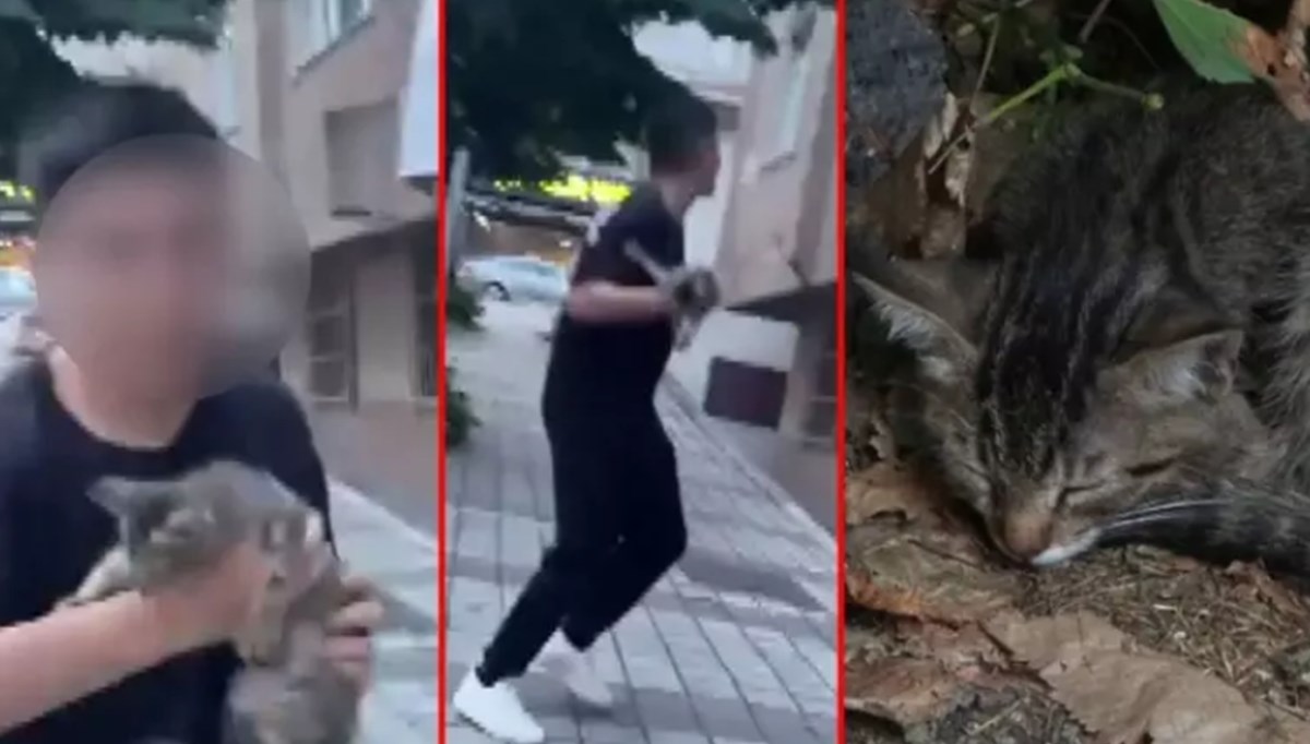 İstanbul'da şaşırtan olay! Yolda gördüğü yavru kediyi balkona fırlattı İstanbul'da şaşırtan olay! Yolda gördüğü yavru kediyi balkona fırlattı