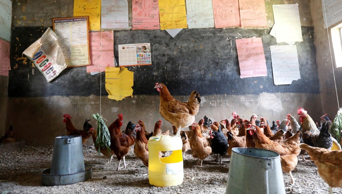 Kenya'da sınıfları tavuklar doldurdu<br>