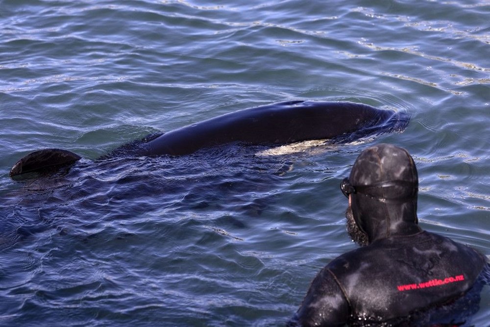 Yavru katil balinanın annesini kurtarmak için zamana karşı yarışıyorlar - 12