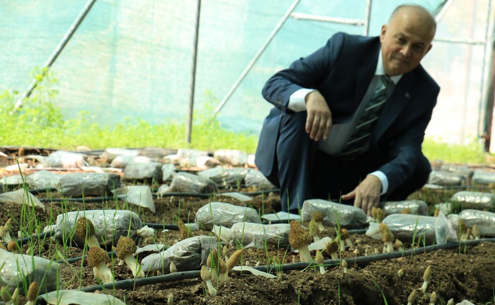 Kuzugöbeği mantarı, Türkiye’de ilk defa üretildi: Tazesinin kilosu 400, kurusu 3 bin lira - 2