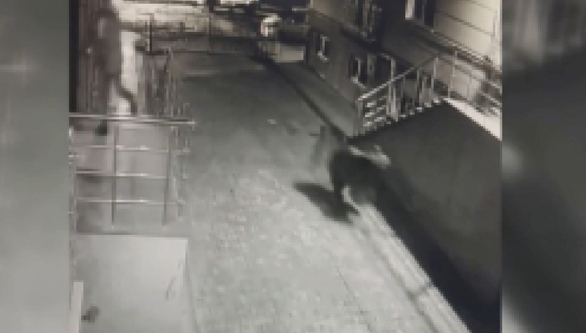 Kars'ta siteye giren ayı korkuttu