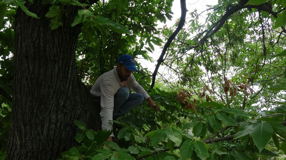 Herkes bu işi yapamıyor, günlüğü 400 lira - 1