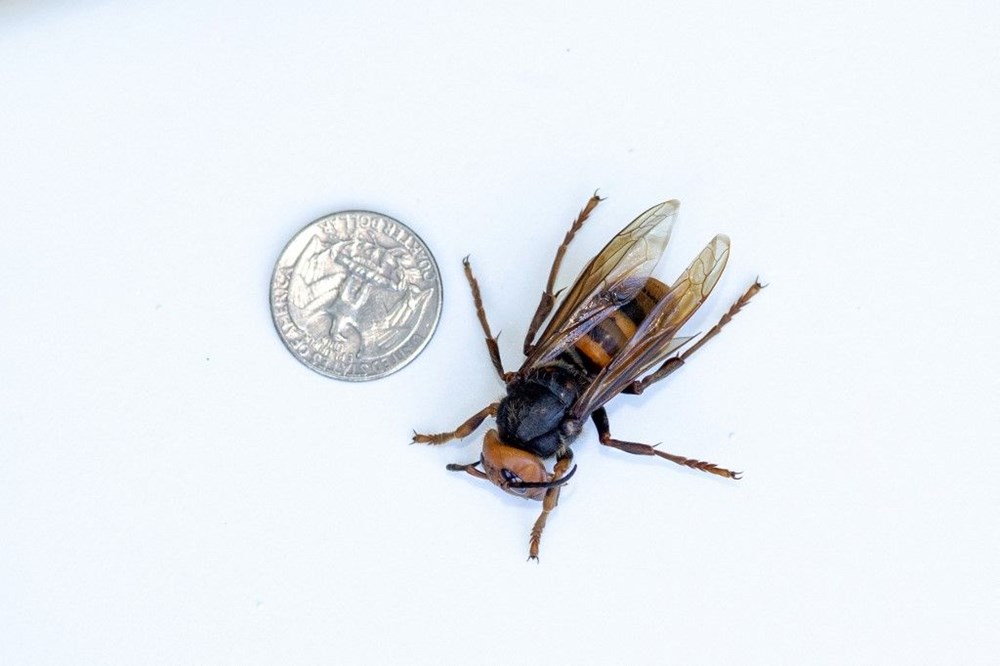 ABD'de "katil eşek arısı" endişesi sürüyor: Uzun ve zehirli bir iğneye sahip - 7