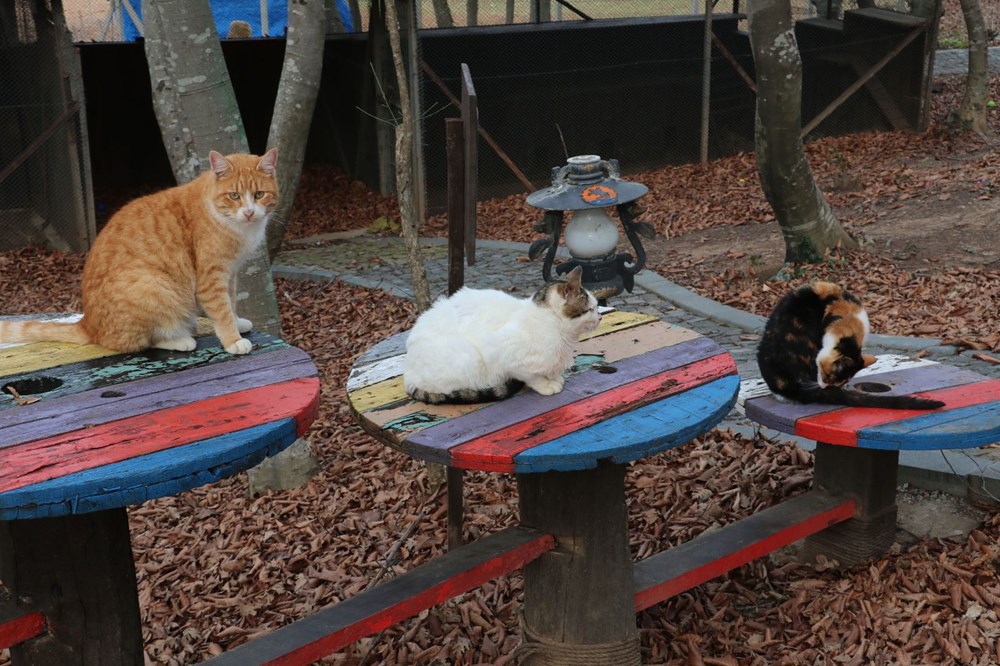 Sokak kedileri için �Kedi kasabası� NTV