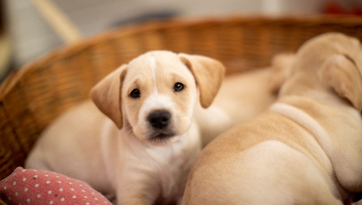 Köpeklerde kronik kalp rahatsızlığı: Yapay zeka, yüzde 90 doğrulukla tespit ediyor