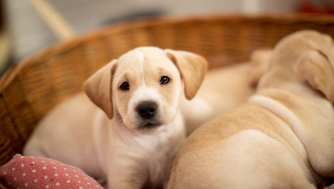 Köpeklerde kronik kalp rahatsızlığı: Yapay zeka, yüzde 90 doğrulukla tespit ediyor