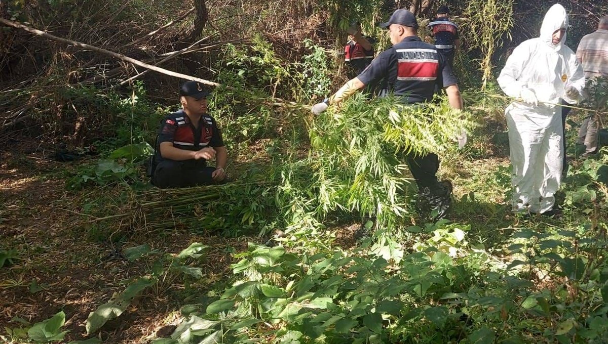 Kızılırmak kenarına ektiği Hint kenevirlerini sökerken yakalandı Kızılırmak kenarına ektiği Hint kenevirlerini sökerken yakalandı