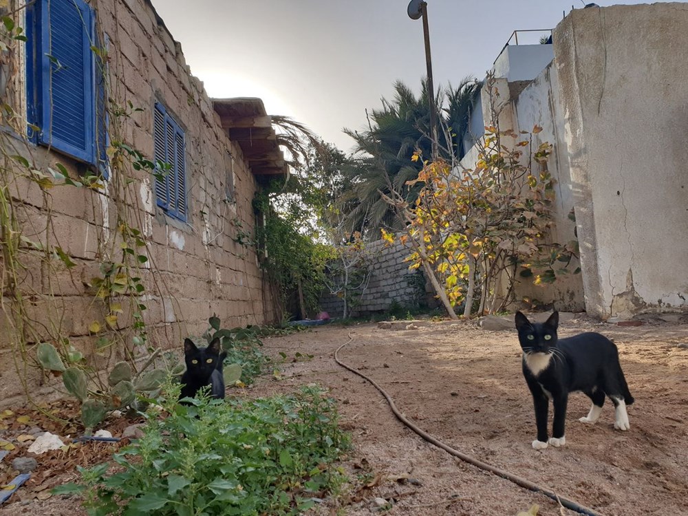 Kedilerle ilgili yeni keşif: Anavatanı Mezopotamya mı? - 7