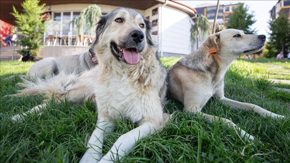 Sokak köpekleri kanun teklifi hazır: Uyutma seçeneği için yeni karar - 5