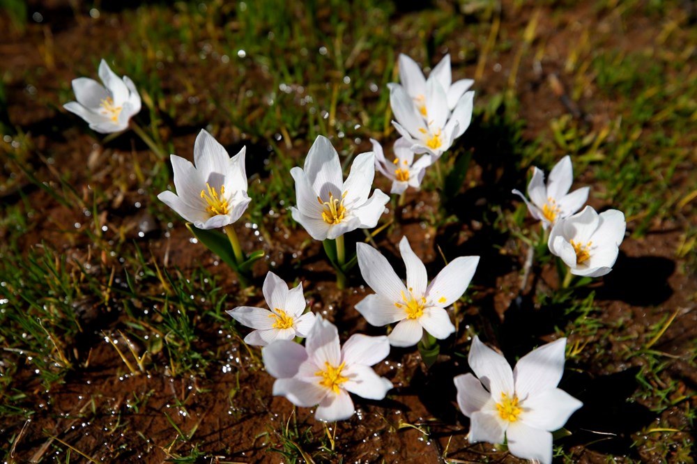 Tunceli'de baharın müjdecisi çiğdem ve nergisler çiçek açtı - 9