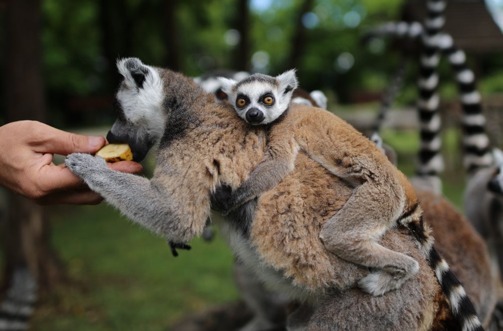 Bursa'daki lemur ailesi büyüyor - 15