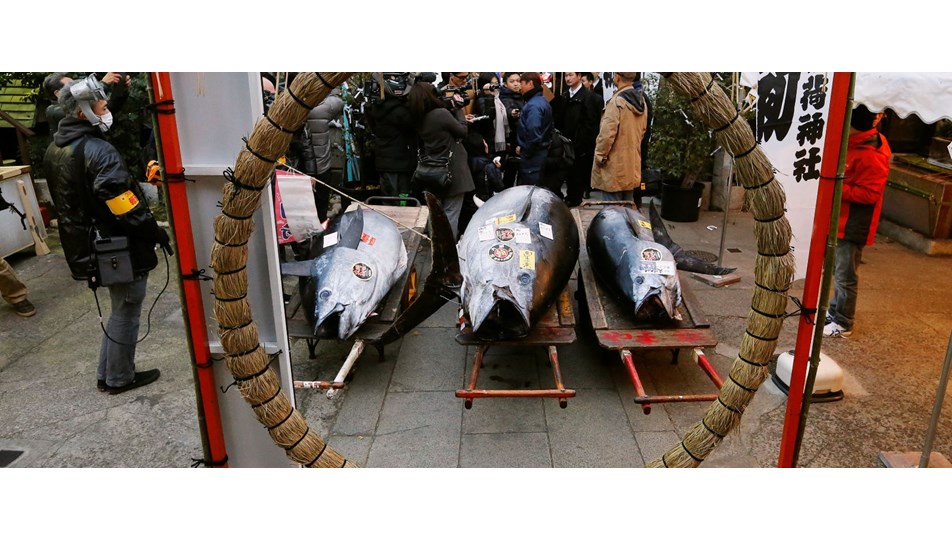 Japonya�da yılın ilk orkinosu 320 bin dolara satıldı NTV