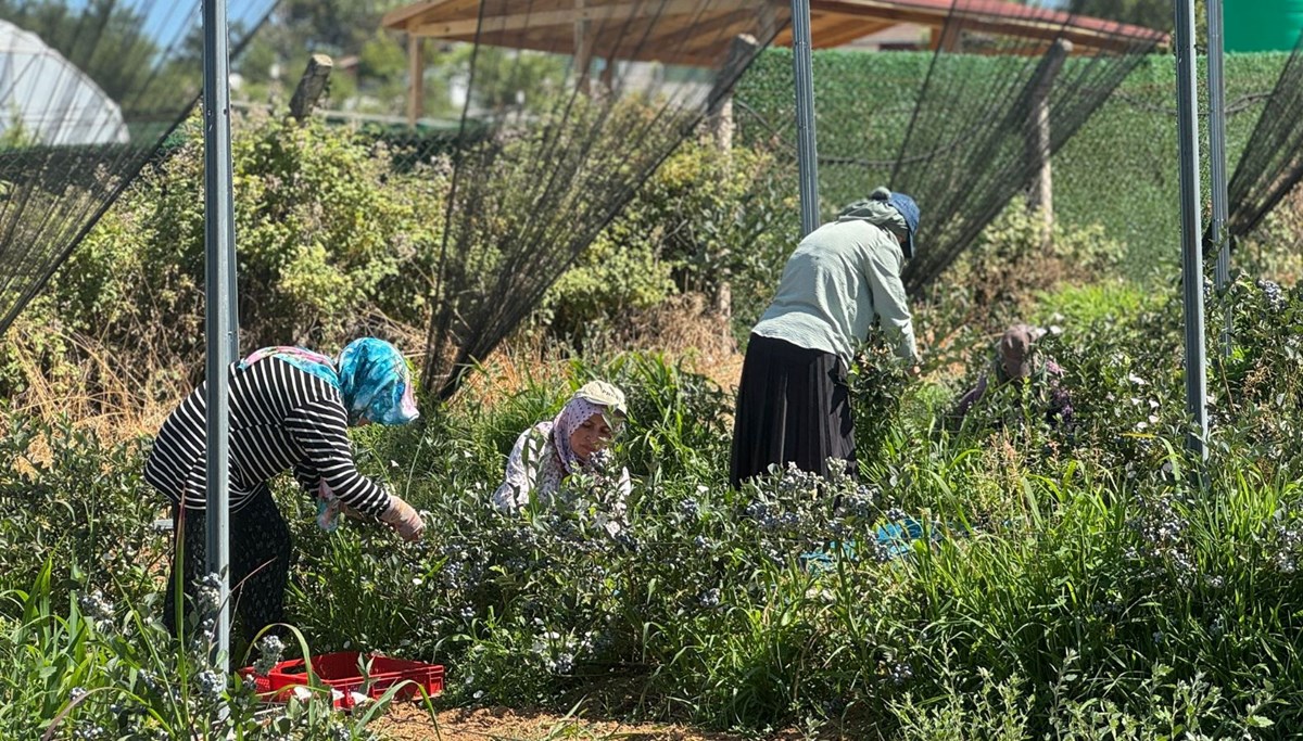 20'den fazla ülkeye ihraç ediliyor: 10-15 yıl önce dikildi, verimi arttı