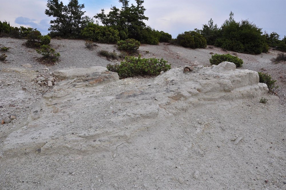 21 milyon yıllık fosil ağaç ormanı tehlikede - 7