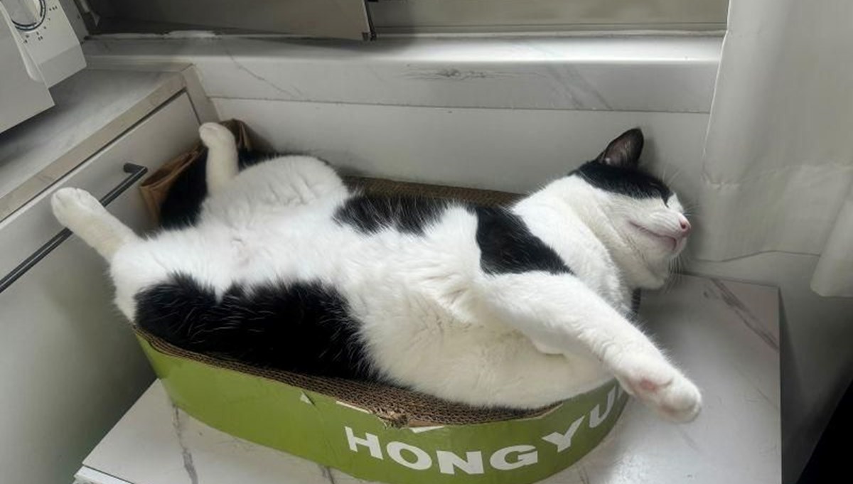 Çin'de evcil hayvanlar