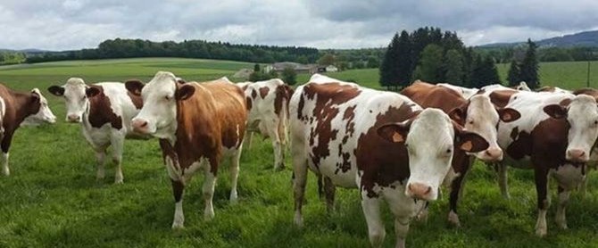 Et fiyatları düşsün diye 500 bin canlı hayvan ithal edilecek NTV