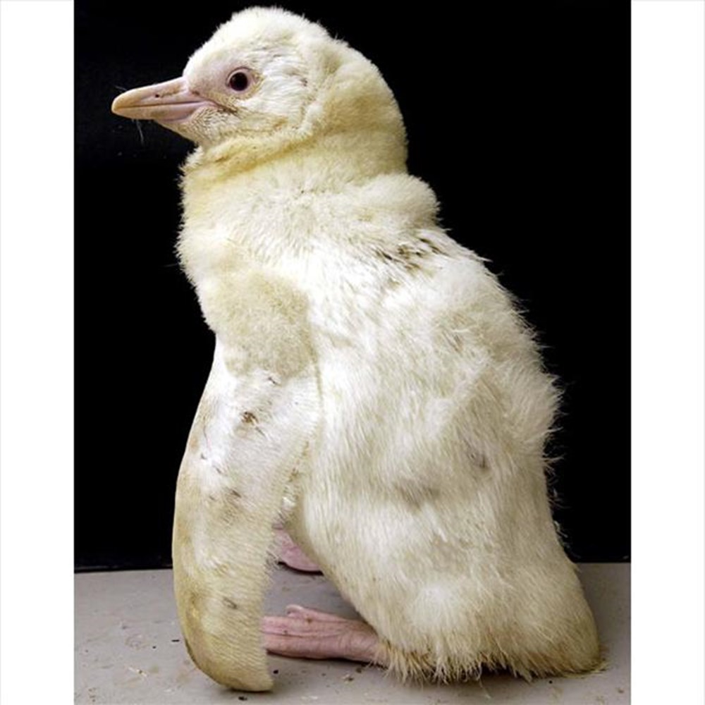 Гибель животных альбиносов в дикой природе. Мангуст альбинос. Пингвин альбинос. Альбиносы животные. Альбинос животное.